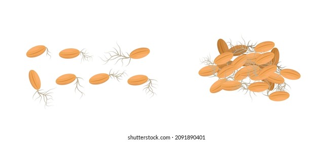 Organic grains. Vector illustration with sprout seeds on a white background, organic vegan products concept, eco food. Sprouting plant of wheat, rye, corn, millet, barley,  oats.