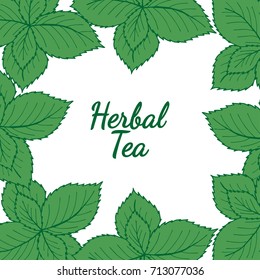 Organic green herbal mint tea shop leaf, hand drawn template packaging cosmetic, label, banner, poster, branding, scrapbooking, decoupage. Stylish design square banner with sketch illustration.