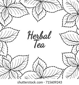 Organic green herbal mint tea shop leaf, hand drawn template packaging cosmetic, label, banner, poster, branding, scrapbooking, decoupage. Stylish design square banner with sketch illustration.