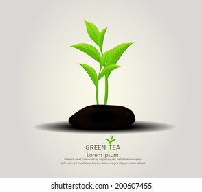 organic green tea and rock background