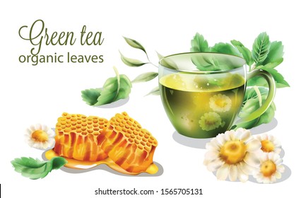 Organic green tea in transparent cup with mint leaves. Chamomiles and honeycomb composition. Watercolor vector
