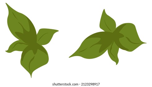 Organic greenery for cooking and preparing dishes, isolated mint or herbs for seasoning of meal. Freshness and fragrance, culinary tricks and recommendations for delicious recipes. Vector in flat