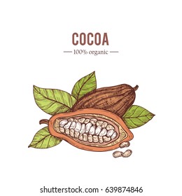 Organic hand drawn colored elements.Vector botanical illustration of cocoa beans. Vintage style. Use for cosmetic package, shop, store, products, identity, branding, label.