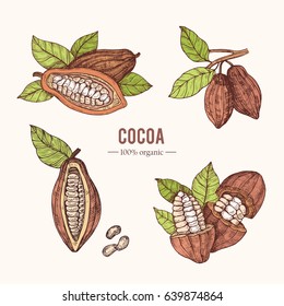 Organic hand drawn colored elements.Vector botanical illustration of cocoa beans. Vintage style. Use for cosmetic package, shop, store, products, identity, branding, label.