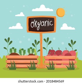 organic and harvest food in baskets