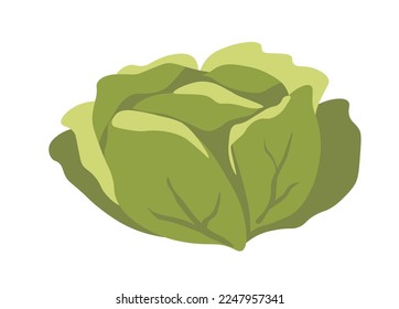 Organic and healthy ingredients for cooking and preparing food. Isolated cabbage leaves, tasty food for dieting and nourishment, dietary addition rich in vitamins and minerals. Vector in flat style