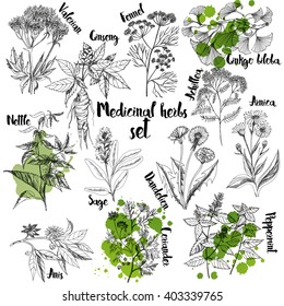 Organic herbs set of label.