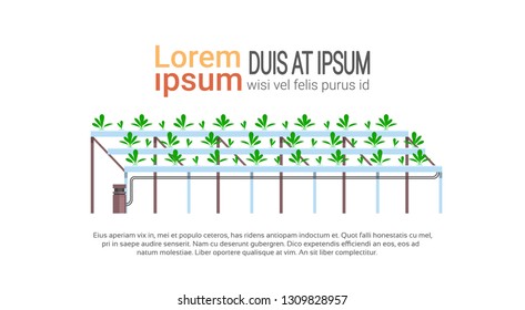 organic hydroponic green plants row cultivation farm greenhouse farming system concept isolated copy space horizontal vector illustration