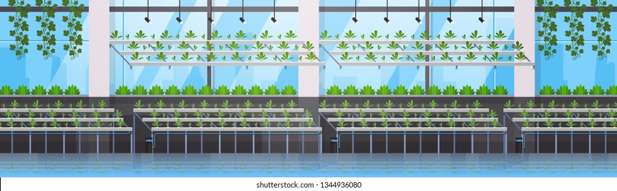 organic hydroponic green plants row cultivation farm modern greenhouse interior farming system concept horizontal banner