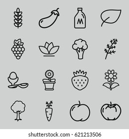 Organic icons set. set of 16 organic outline icons such as milk can, apple, grape, deel, eggplant, cauliflower, boiled egg, flower pot, flower, tree, strawberry, leaf