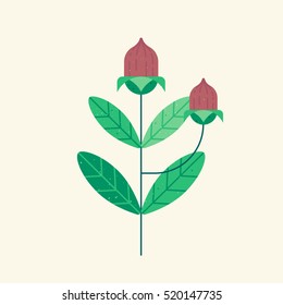Organic Jojoba nut. Cosmetic oil for face, hair. Botanical illustration.
For hand made creams, lotions, foods.
