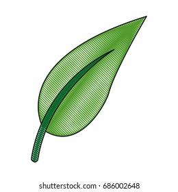 organic leave natural plant botanical
