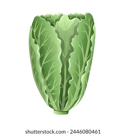 Lechuga orgánica vegetal. Ilustración vectorial realista.  Dibujos animados