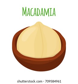 Organic macadamia, nutrition nut, oil ingredient. Made in cartoon flat style. Vector illustration