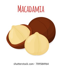 Organic macadamia, nutrition nut, oil ingredient. Made in cartoon flat style. Vector illustration