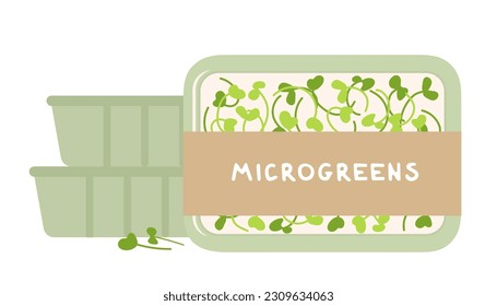 Arúgula orgánica micro verde envasada en un recipiente