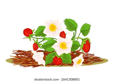 Organic mulching. Weed management. Plant with berries and red mulch. Mulches and mulching of beds and plants for decorative finish, soil protection.Woody waste, natural tree bark using as mulch.Vector