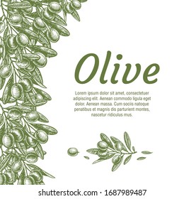 Organic natural food olive tree branch background vector illustration