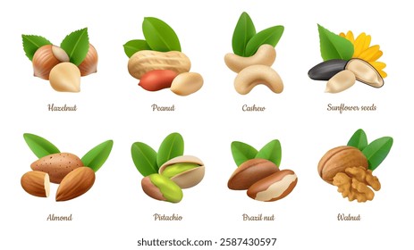 Organic and natural food, set of kernels and nutlets with shells and leaves. Vector isolated hazelnut and peanut, cashew and sunflower seeds, almond and pistachio, brazil nut and walnut