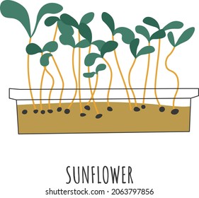 Organic and natural food for vegan and vegetarian, addition for dishes and salads. Vegetables and veggies, sunflower sprouts and seedlings. Dieting and healthy nutrition. Vector in flat style