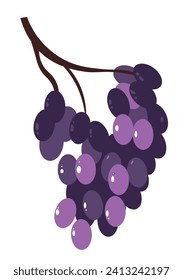 Organic natural grapes from ecological farm. Useful food products with antioxidants, contributing to healthy lifestyle. Ingredient for preparation of exclusive wines, and juices. Vector in flat style