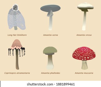 Organic natural poisonous mushrooms and edible mushrooms classification collection premium vector illustration