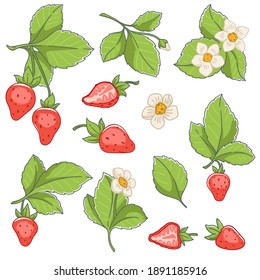 Organic and natural strawberries growing, isolated parts of plant. Leaves and stems, flowers and tasty ripe fruit. Summer plantation with berries. Seasonal meal, harvesting in autumn vector in flat