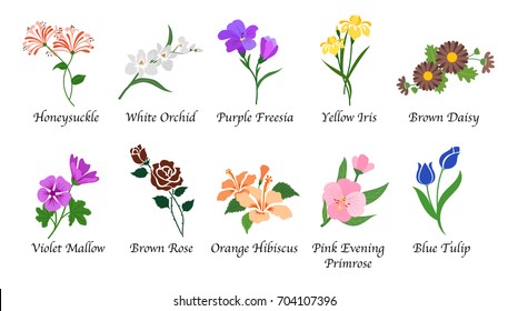 Organic nature botanic garden flower isolated vector collection set