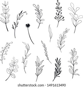 Eucalyptus Black Drawing Images Stock Photos Vectors Shutterstock Eucalyptus stock vectors, clipart and illustrations. https www shutterstock com image vector organic nature design element logotype set 1491613490