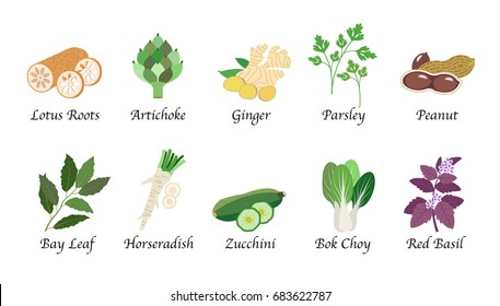 Organic nature health vegetable food spice isolated vector collection set