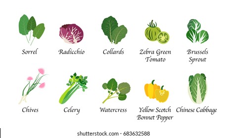 Organic nature health vegetable food spice isolated vector collection set