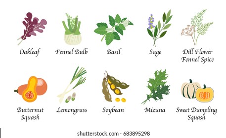 Organic nature health vegetable food spice isolated vector collection set