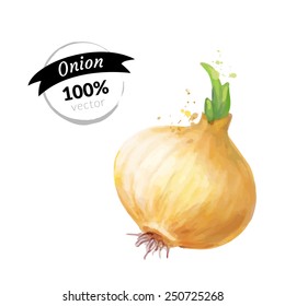 Organic onion isolated on white background. Watercolor vector illustration eps10.