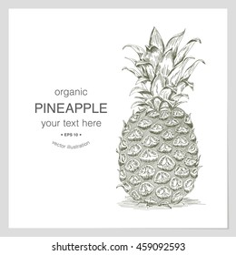 Organic pineapple hand drawn sketch for vegetables store label.