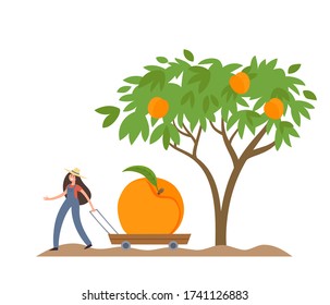 Organic production cartoon vector illustration with tiny woman in hat holding handcart with peach and peach tree isolated on white. Tiny farmer in modern style with big fruit