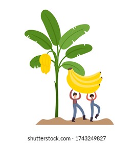 Organic production cartoon vector illustration with tiny man and woman holding bananas and tropic palm isolated on white. Vector set of people farmer in modern flat style and fruit