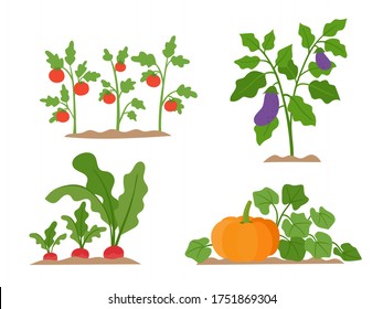 Organic production cartoon vector illustration with vegetables - eggplant bushes, pumpkin and radishes isolated on white. Vegetable bush in flat style