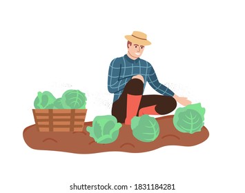 Organic production. The man grows cabbage isolated on white background. Process of local growing in modern style. Organic healthy food. Perfect for poster, website, brochure. Flat Vector Illustration