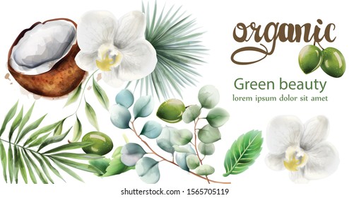Organic products composition with green olives, palm and mint leaves, coconut and christmas orchid. Watercolor vector