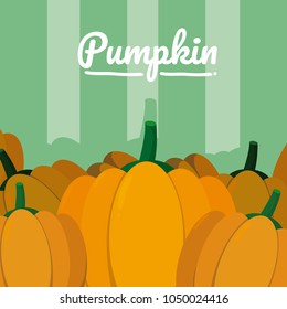 Organic pumpking vegetable