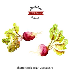 Organic radishes, watercolor vector illustration