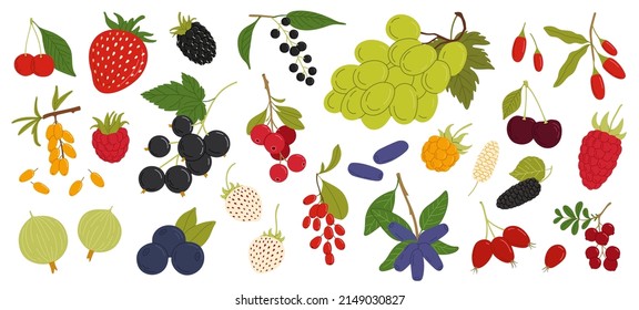 Bayas, frambuesas o frutos de arándano con fresa y mora negras, cosecha vectorial. Bayas de bosque, arándanos con cerezo y curry de jardín, arándano, grosella negra y uva