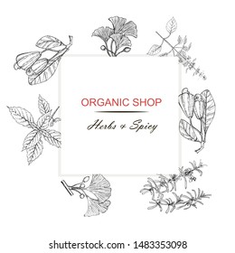 Organic shop, Herb and Space banner. Red and black pencil hand drawn basil, rosemary, peanuts, ginkgo, cashews art design element stock vector illustration for web, for print