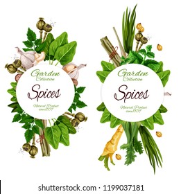 Organic spices and herbal seasonings. Vector ginger root, chicory or lavender and nutmeg, peppermint, garlic and olives, chili pepper or turmeric and sage, bay leaf