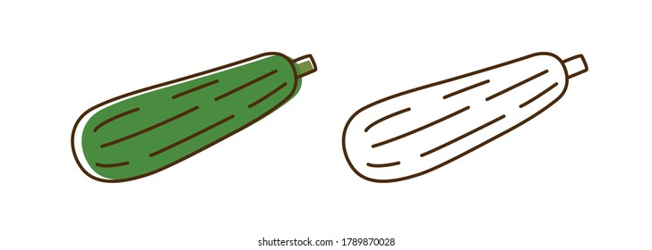 Organic squash color and monochrome in line art style. Natural zucchini set vector flat illustration. Cute vegetable icon for healthy nutrition isolated on white. Vitamin food with design elements