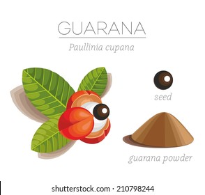 Organic superfood guarana (Paullinia cupana) Opened inflorescences guarana on the branch. Isolated leaves, seeds and powder. Vector image