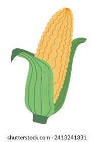 Organic sweet corn. Ecologically clean grain plants for cooking from farm. Tasty nutritious maize for boiling or making popcorn. Isolated ear of ripe product with leaves. Vector in flat style