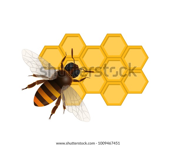 Organic Sweet Nutrition Concept Honeybee On Stock Vector (Royalty Free ...