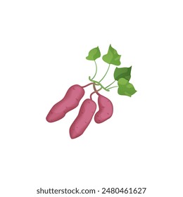 Organic sweet potato, yam tubers and green leaves of vegetable harvest vector illustration