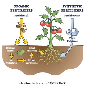 Organic and synthetic fertilizers with explained differences outline diagram. Plant nutrition supplement comparison from bio solution to chemical vector illustration. Green gardening vs mineral usage.